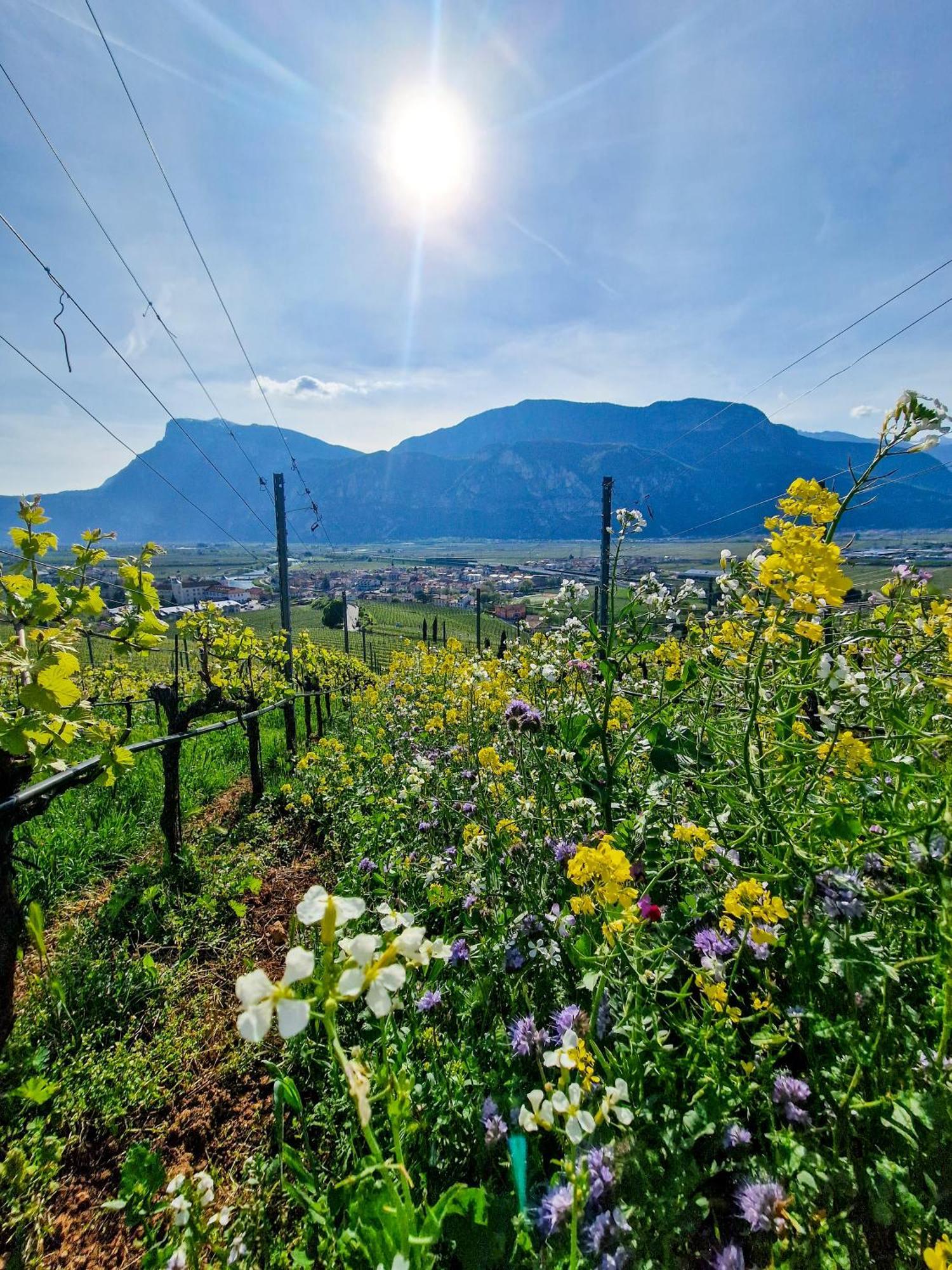 Hotel Garni La Vigna - Adult Friendly San Michele all'Adige Bagian luar foto